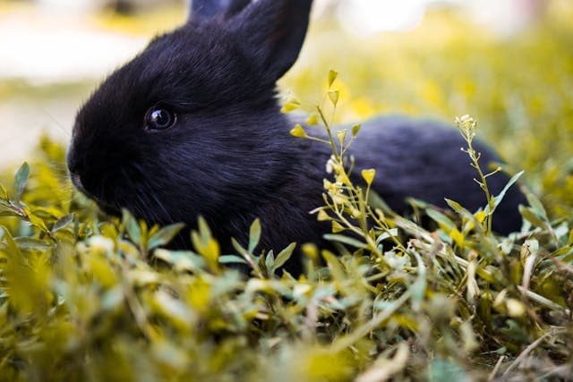 Black Rabbit Facing Sideways