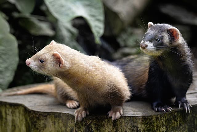 Black and white ferrets standing on tree trunk