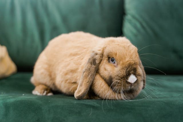 Bunny Lying and Sleeping on a Green Sofa
