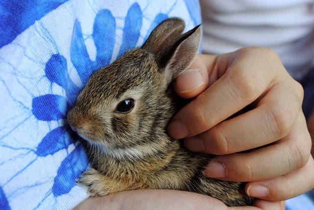 Bunny hugging by unknown person