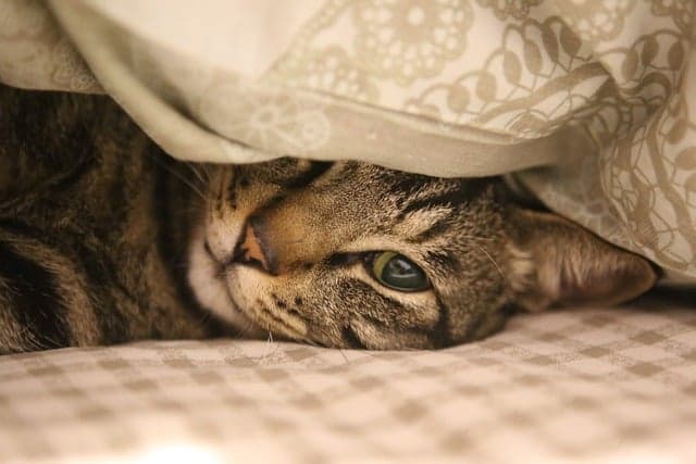 Cat hiding under the blanket
