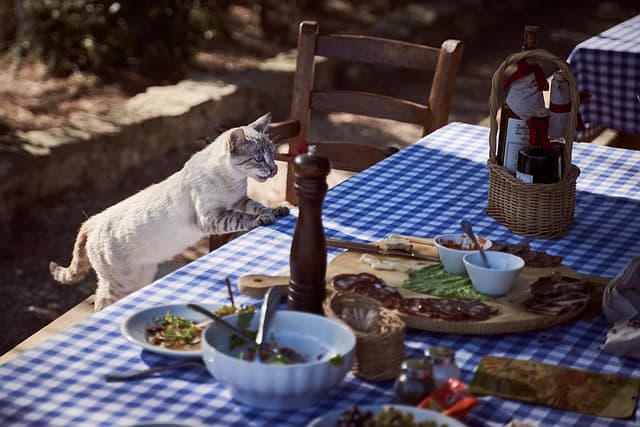 Cat standing looking for food on the table