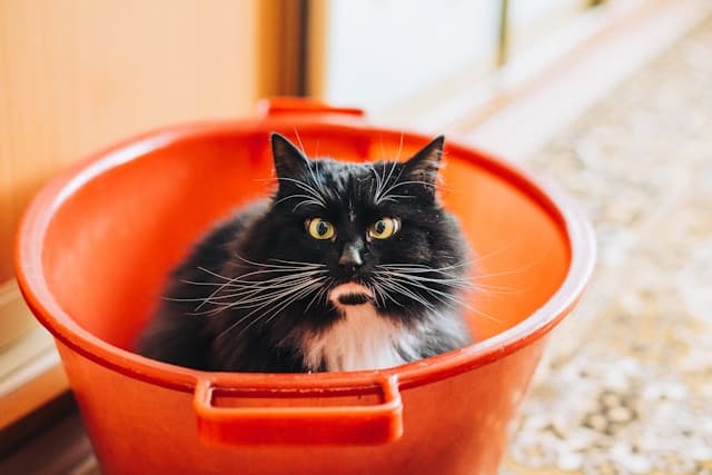 Cat with Down Syndrome Inside Red Bucket