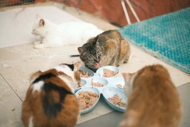 Cats Eating Wet Food