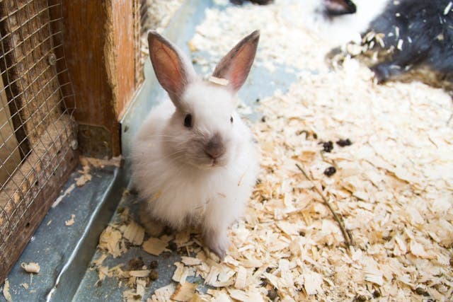 Cute Bunny Inside Cage