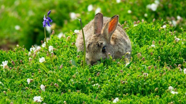 Cute Bunny Sitting on Green Plants