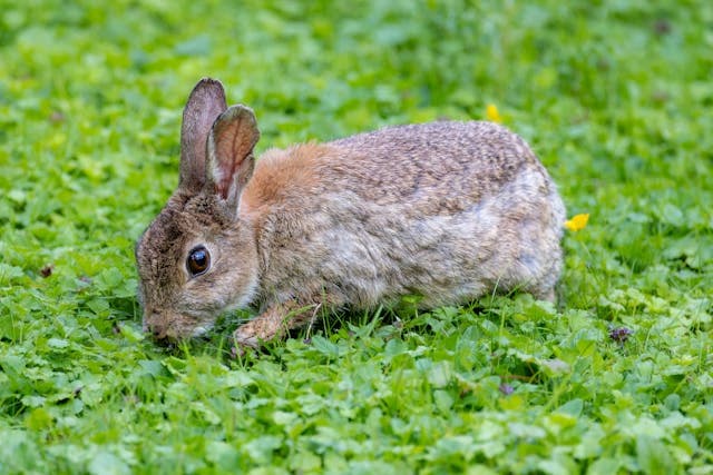 Cute Rabbit Walking in Green Grass