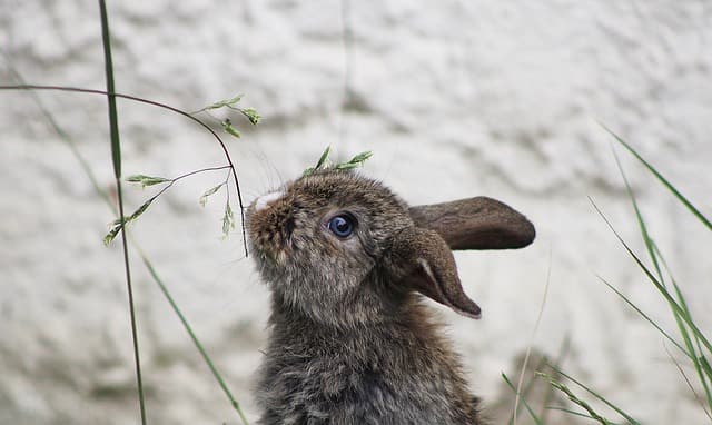 Cute rabbit eating oat grass