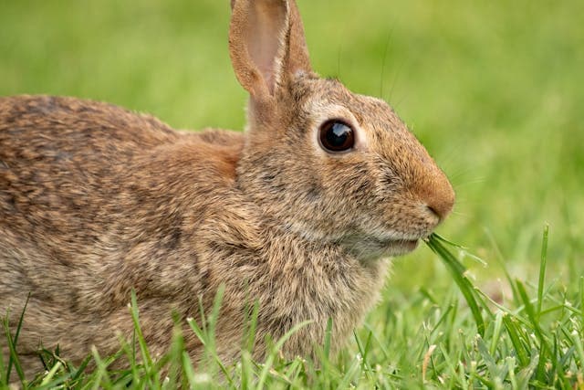 Eastern Cottontail Rabbit eating a Grass