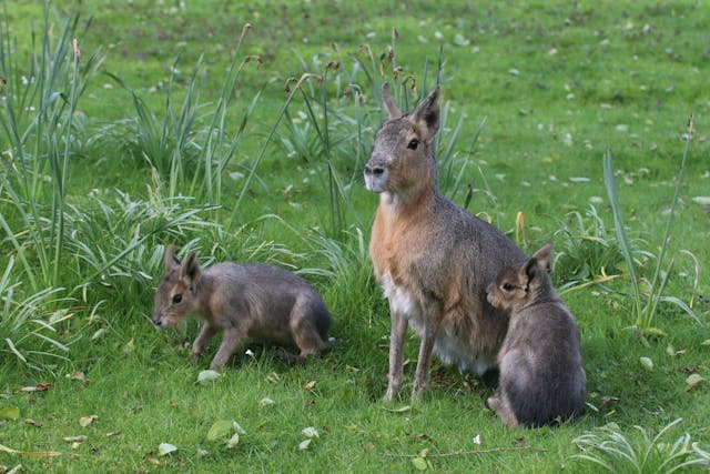 Family of Wild Rabbits on Grass