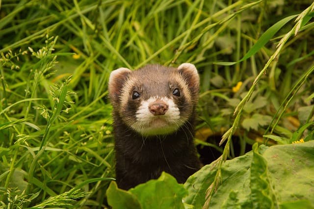 Ferret hiding on the grass
