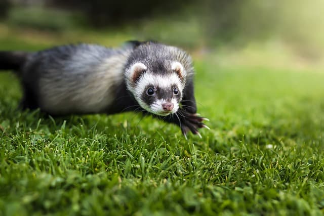 Ferret running on the grass