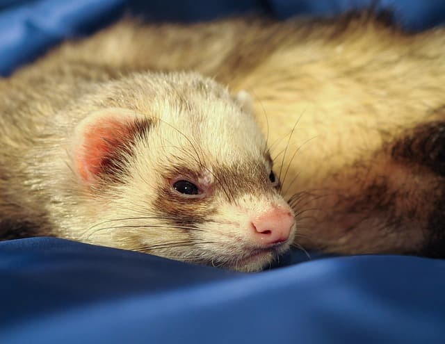 Ferret sleeping on blanket
