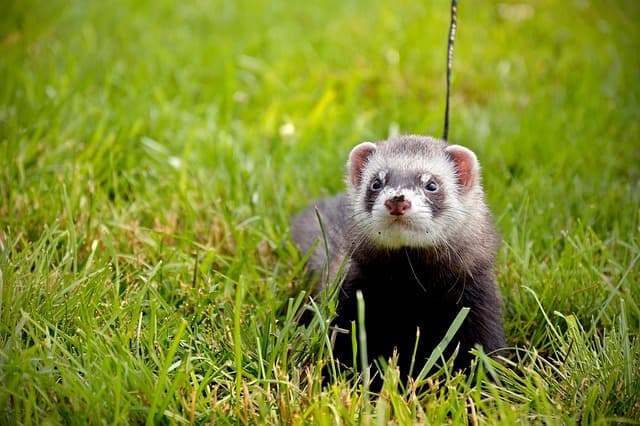 Ferret walking on the grass