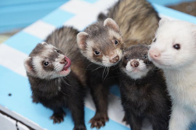 Group of White and Brown ferrets on the Table