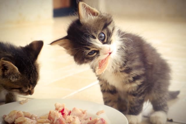 Kitten Eating Meat