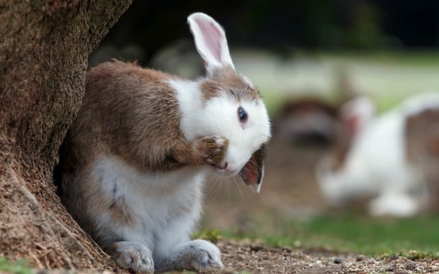 Little rabbit resting on the ground beside tree