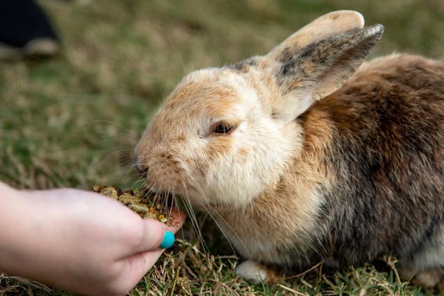 Person Feeding a Rabbit