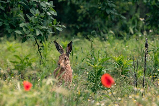 Rabbit Careful Standing on Meadow field of roses