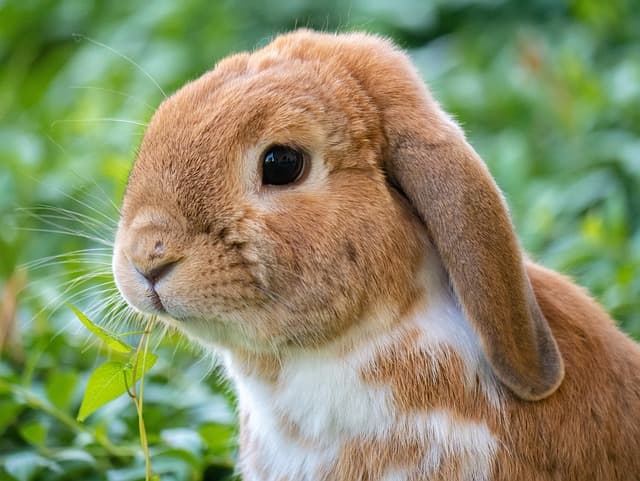 Rabbit eating basil