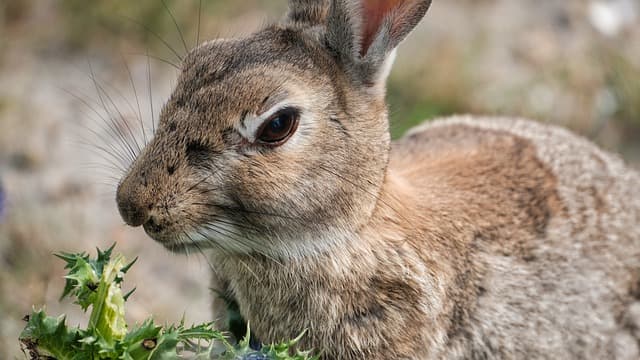 Rabbit eating thyme