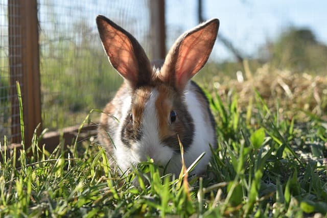 Rabbit eats grass