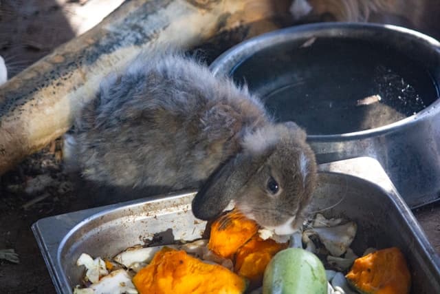 Rabbit eats papaya