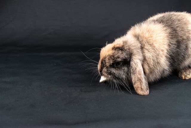 Rabbit eats plum