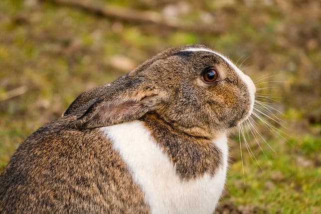 Rabbit feels anxious and stress