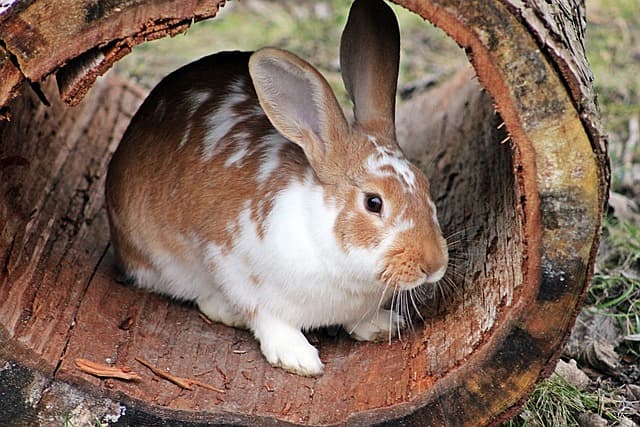 Rabbit inside tree trunk