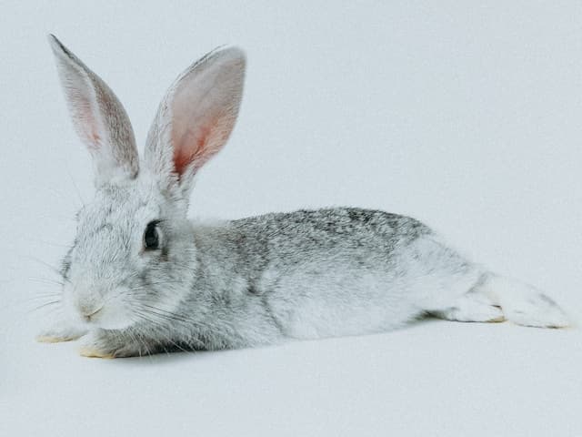 Rabbit laying down on the floor