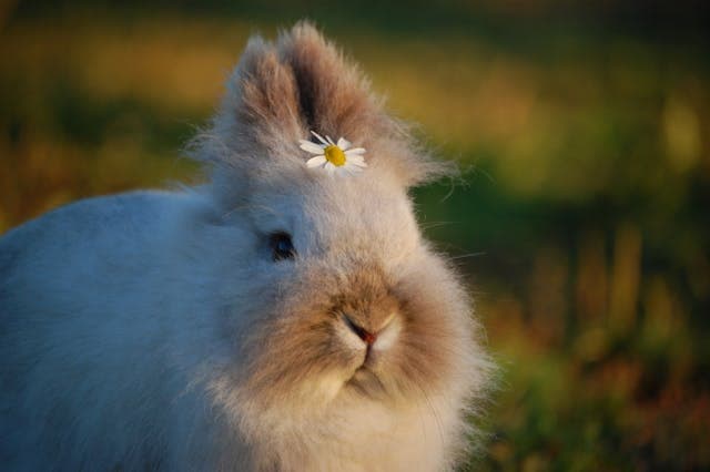 Rabbit with flower on its forehead