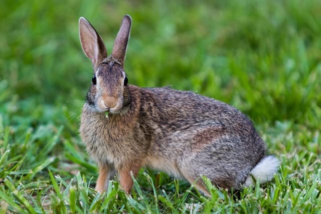 Rabbit with onion grass