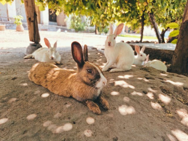 Rabbits Lying Down in Village