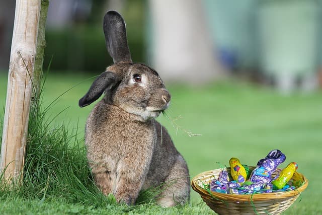 Rabbits sitting beside tree
