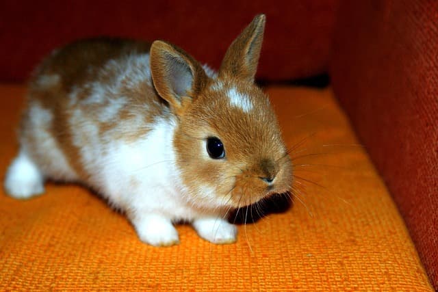 Sad Rabbit