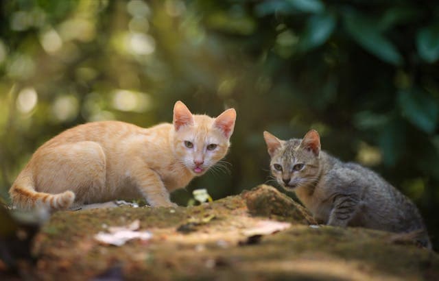 Tabby Cats Eating Cucumber