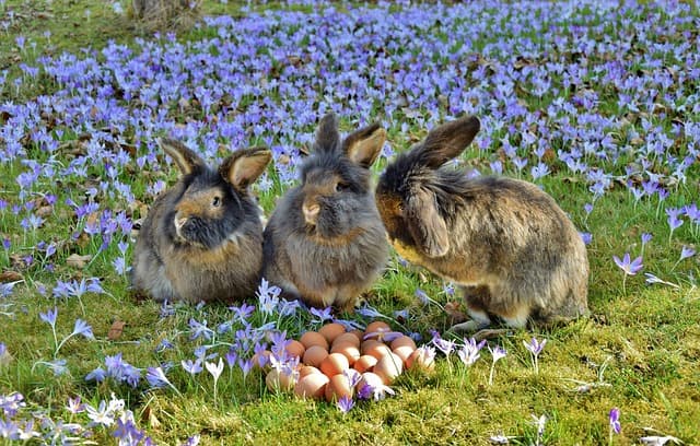 Three rabbits on field of flowers with easter eggs