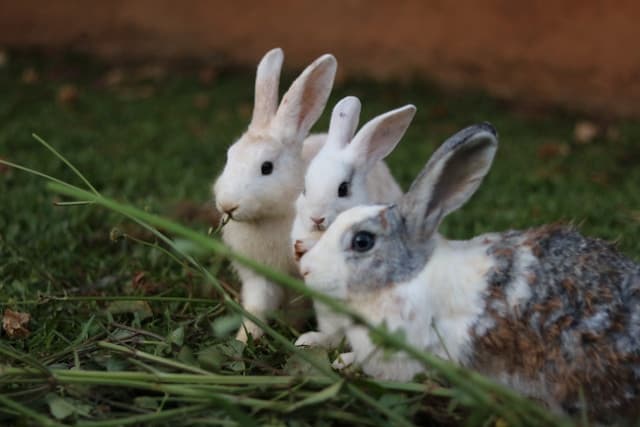 Three rabbits on the grass