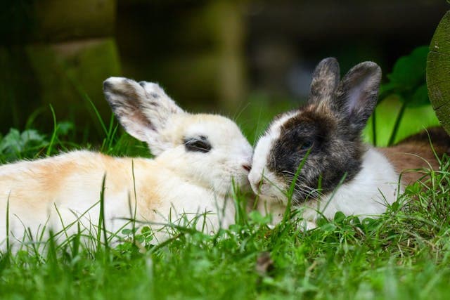 Two Rabbits on Grass