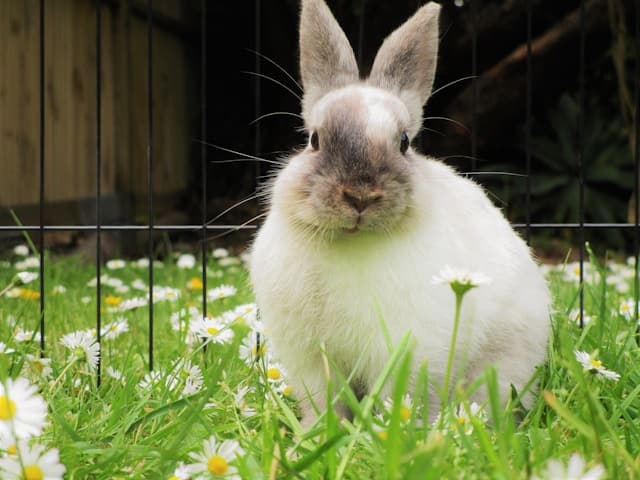 White bunny sitting on the grass