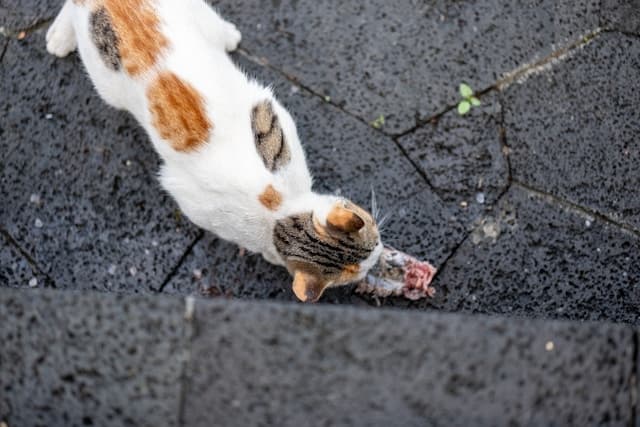 White cat eating raw meat