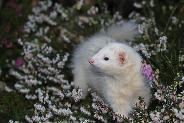 White ferrets on field of flowers
