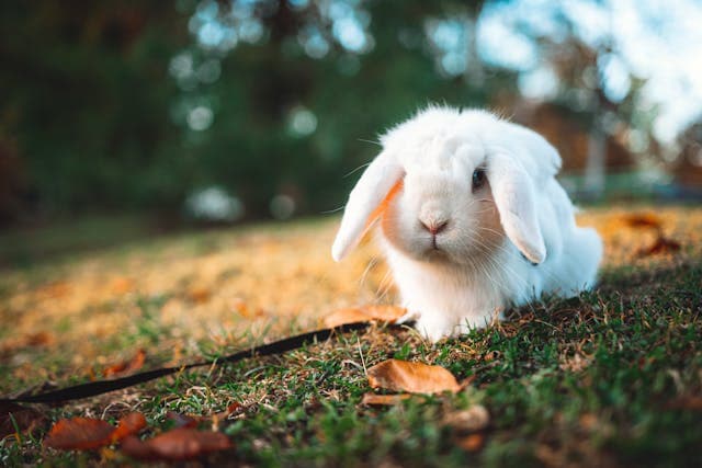 White rabbit with down ears