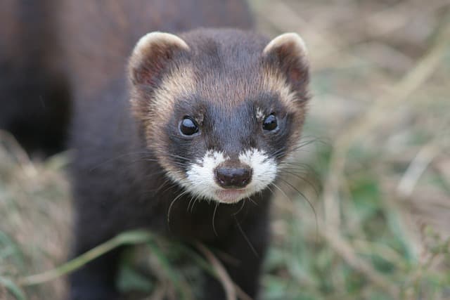 ferret hunting on forest