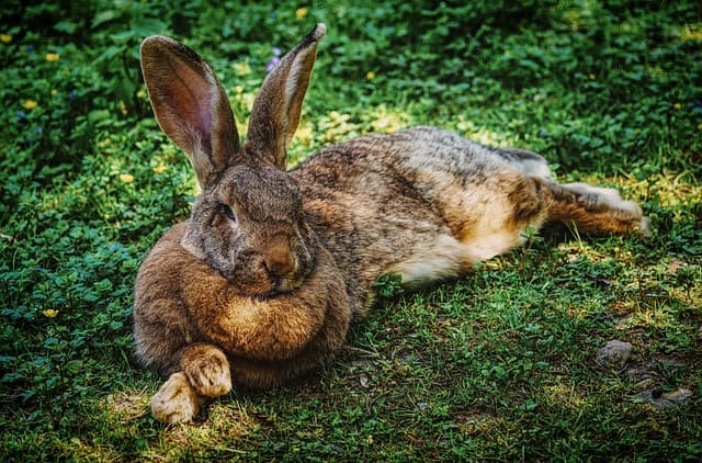 flemish giant rabbit laying on the ground