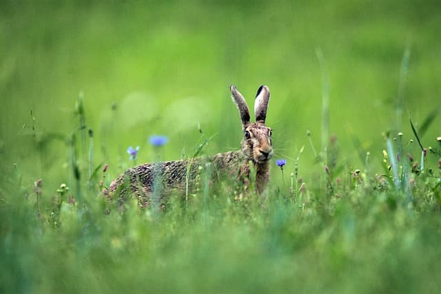 Rabbit in a field of flowers