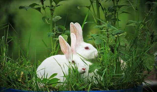 Two bunnies hunting food in the forest