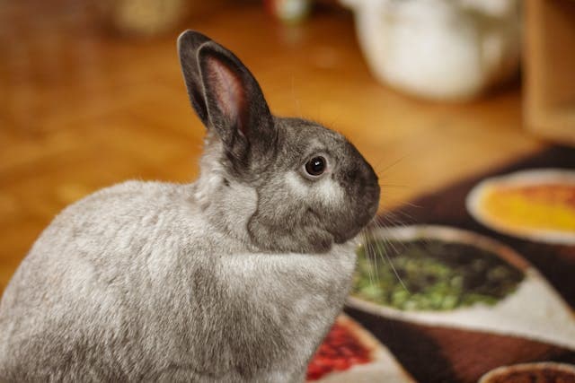 Side View of a Cute Gray Rabbit