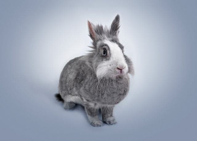 Gray Rabbit on gray background